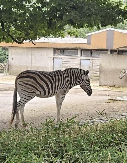 Du betrachtest gerade Ausflug der Zebraklasse in den Duisburger Zoo