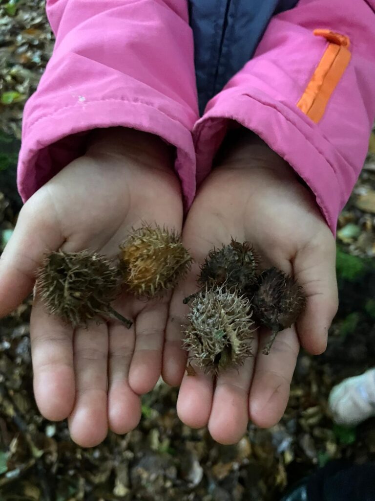 Mehr über den Artikel erfahren Waldtag der ersten Klassen